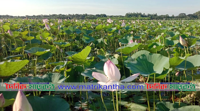 বালিয়াকান্দির মঠবাড়ীয়ার বিলে পদ্ম ফুলের সৌন্দর্য্য